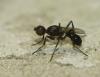 Themira annulipes